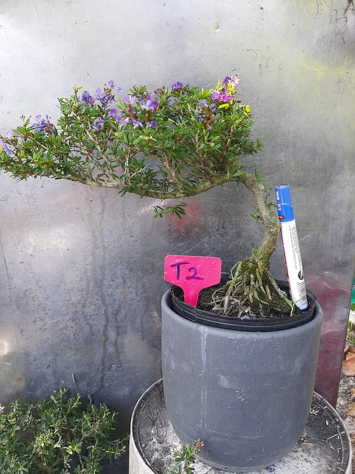 Linh sam 86 bonsai để bàn đã tạo dáng