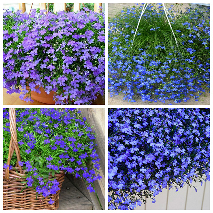 "Gói 100 Hạt " Hạt giống hoa cúc Lobelia ( cúc thúy điệp )