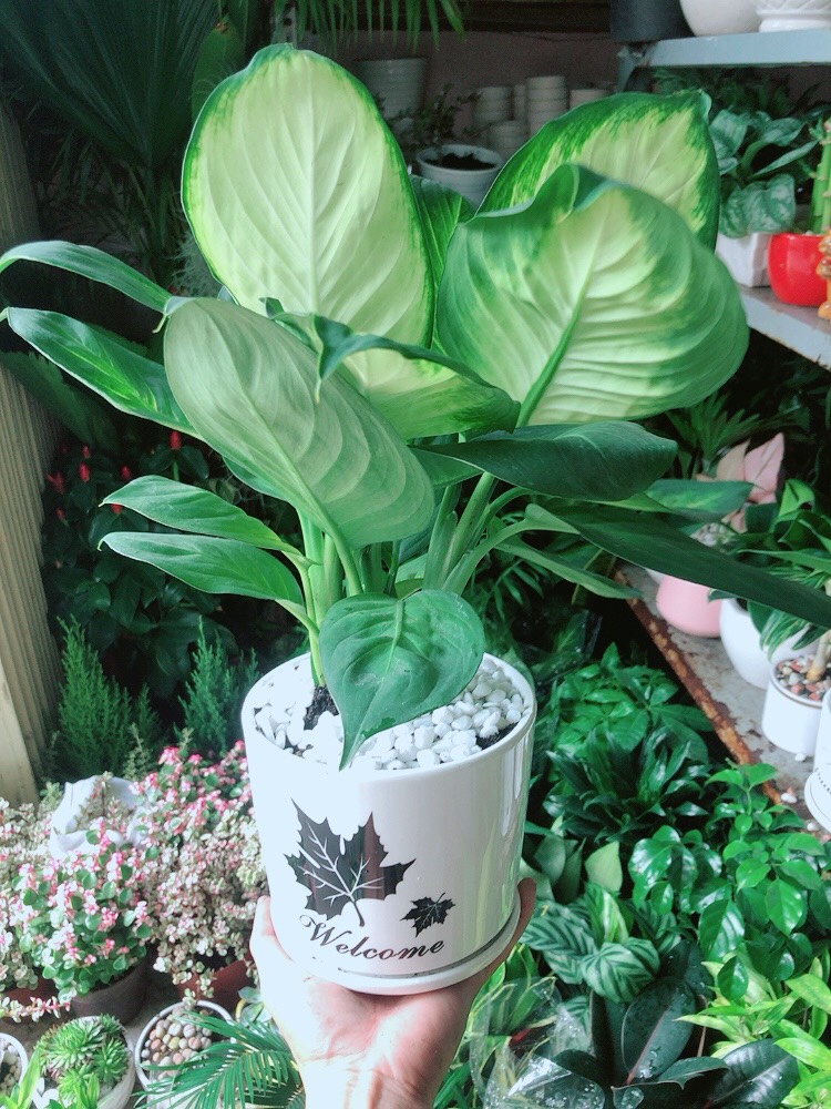 Chậu Cây Vạn Niên Thanh