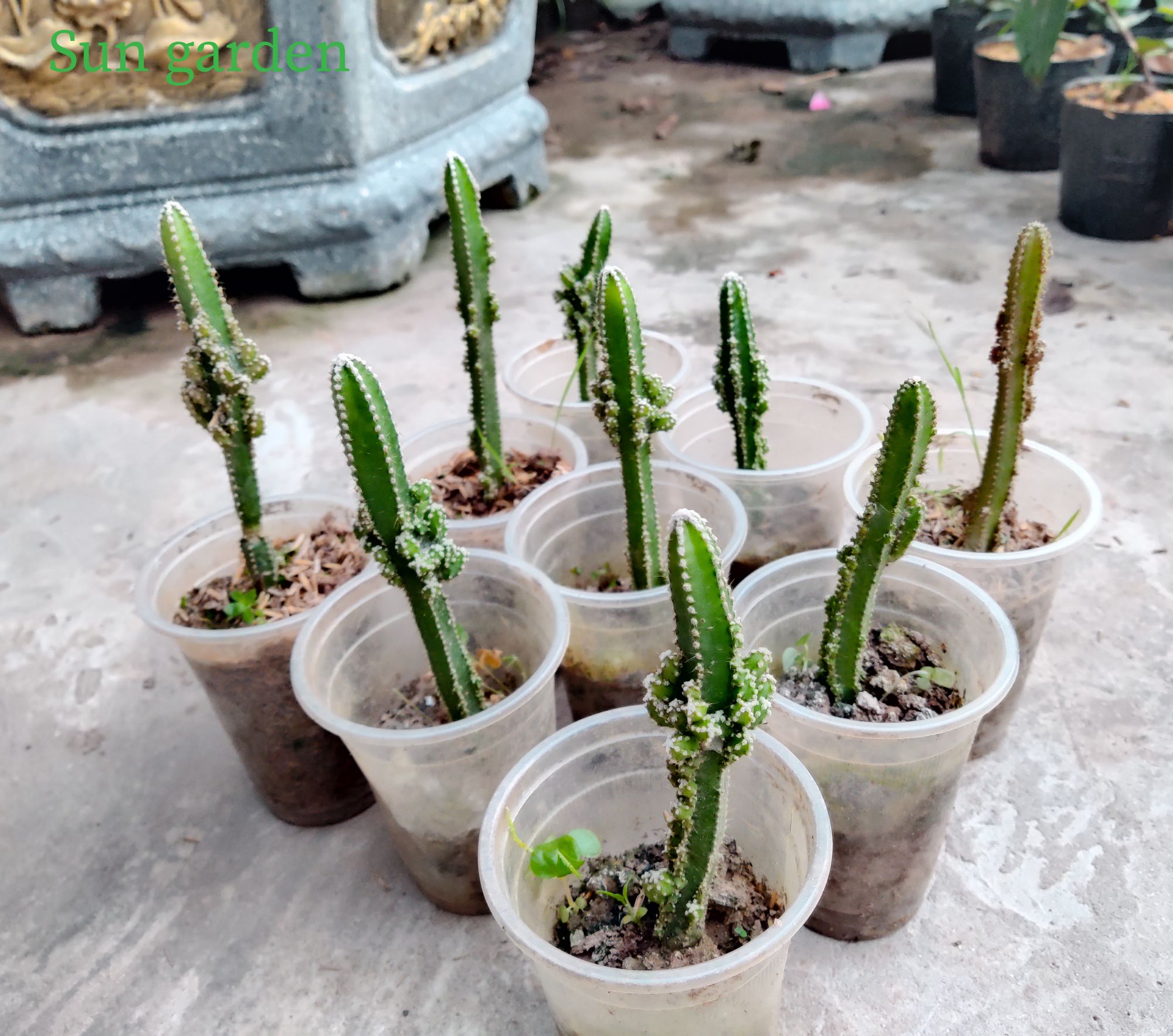 CÂY GIỐNG XƯƠNG RỒNG THÁP