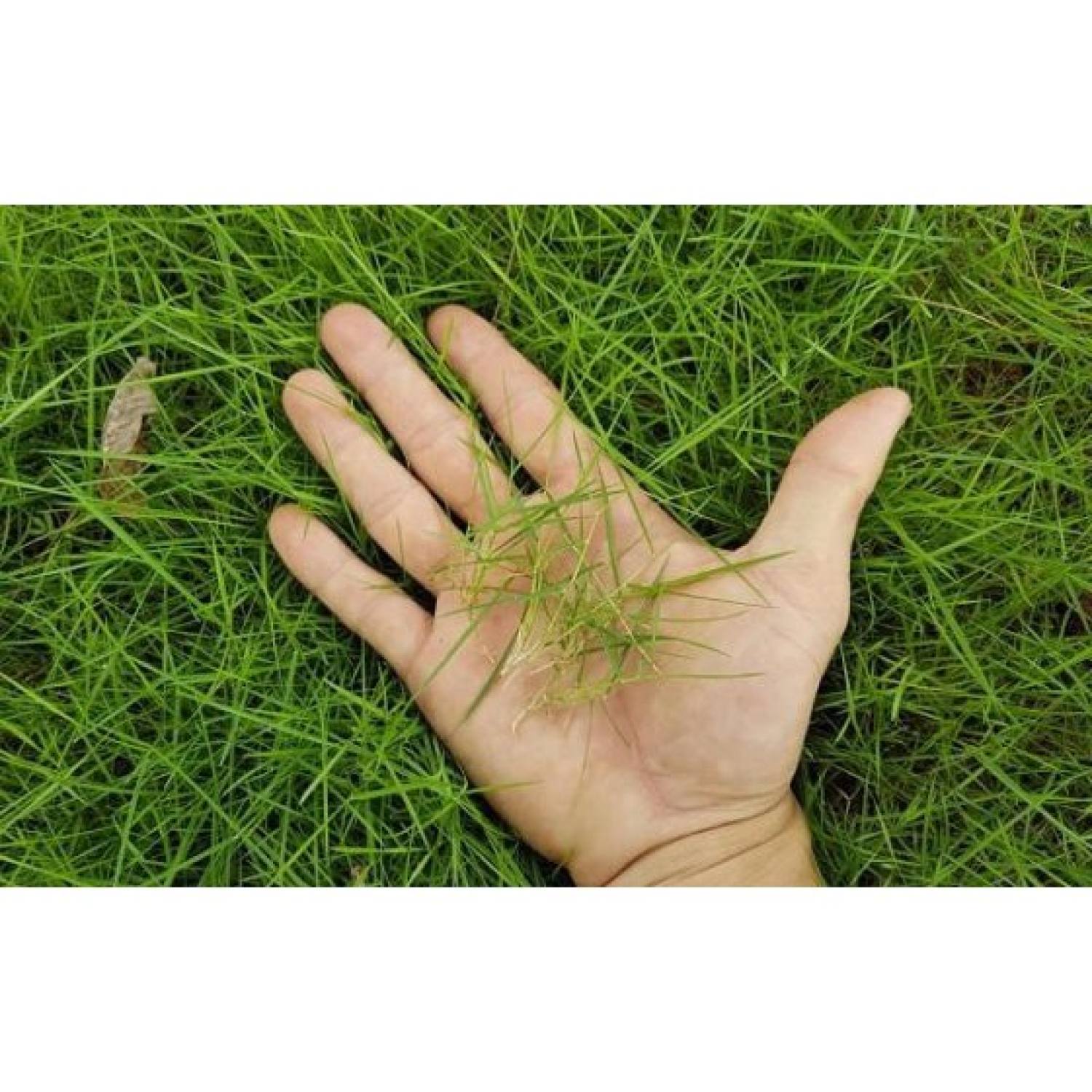 MA10C GÓI 100 HẠT GIỐNG CỎ NHUNG NHẬT