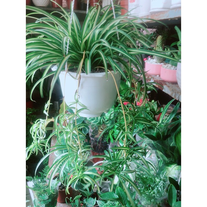 [HCM]Chậu Cây Dây Nhện