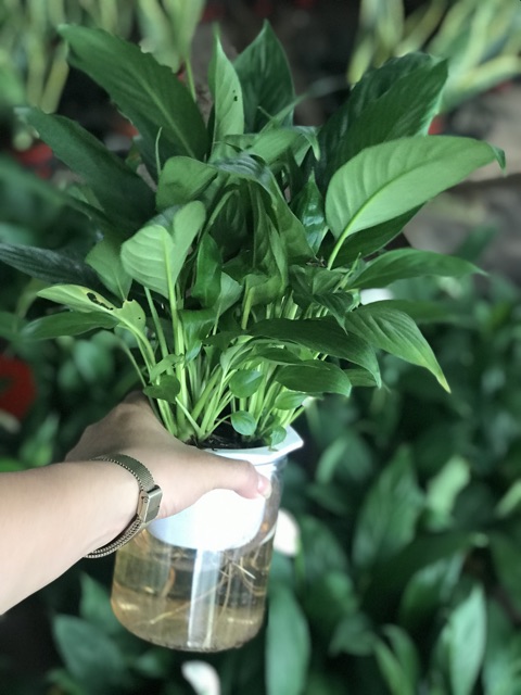 Chậu Lan Ý Thuỷ Canh