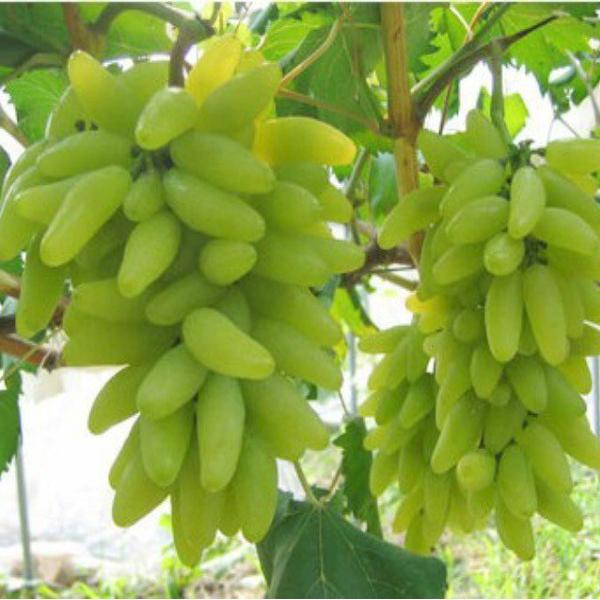 [Sale off] hạt giống nho móng tay tại Hà Nội