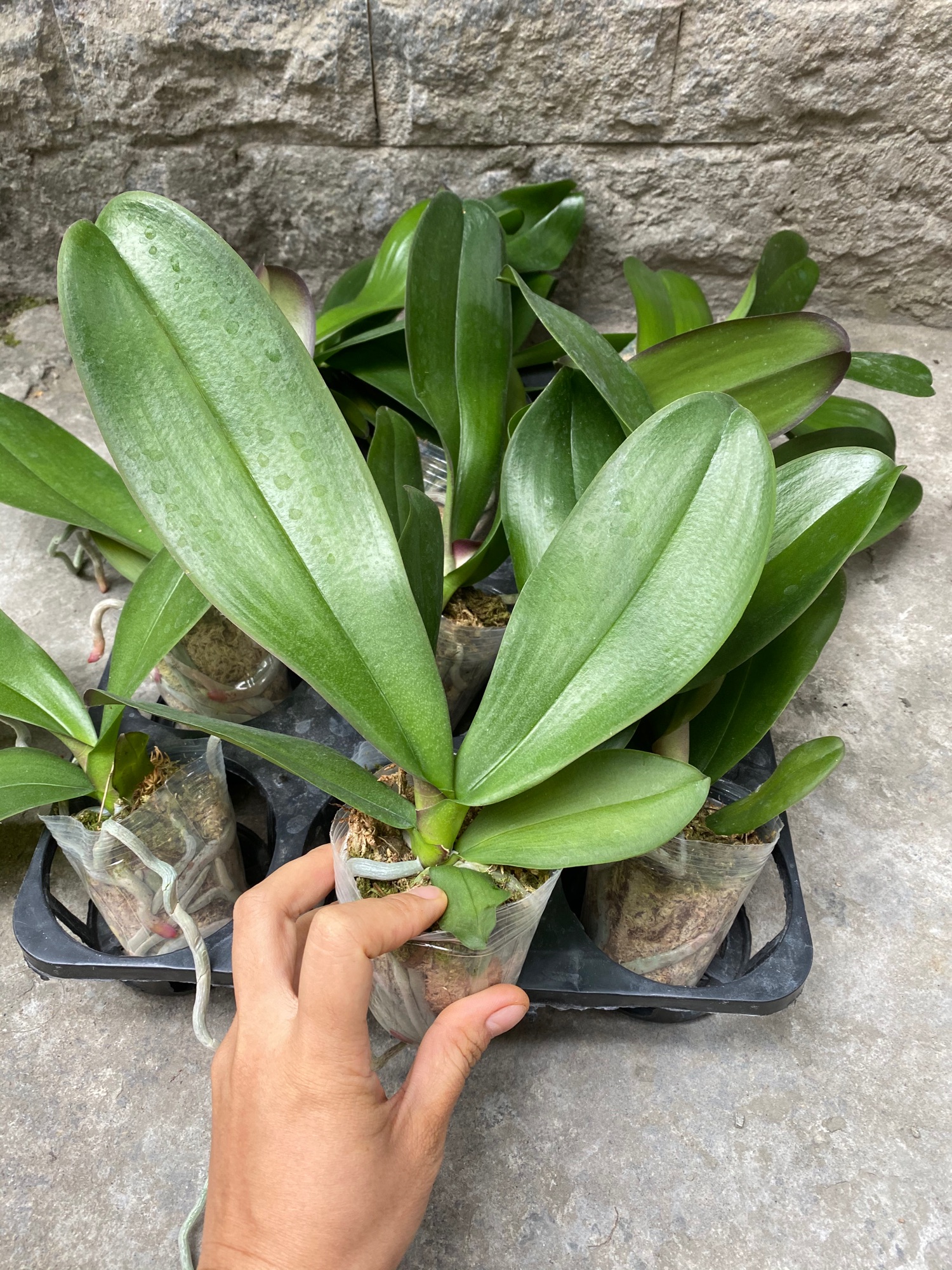 Lan hồ điệp cây tơ cốc 2.5 Hàng Việt Nam 100%