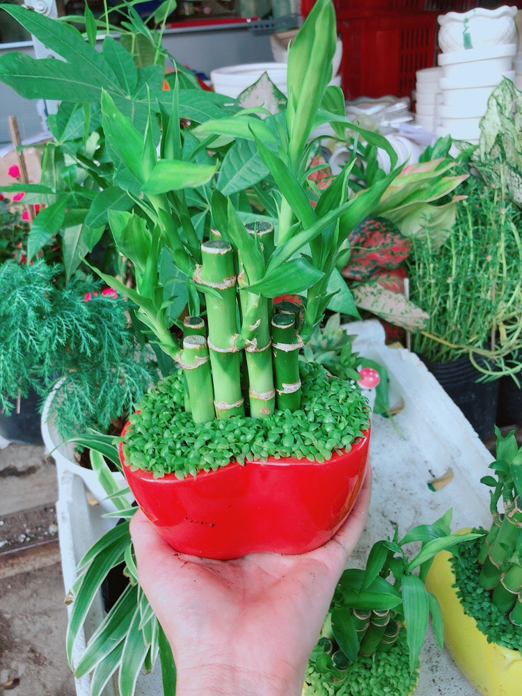 Chậu trúc phát tài trái tim đỏ