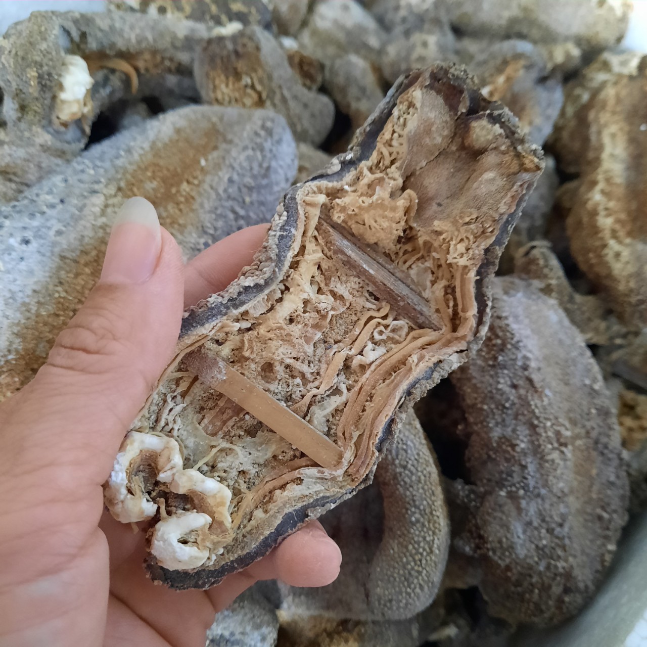 500gr Hải sâm da chăn. Đồn đột da chăn. Ngận da chăn