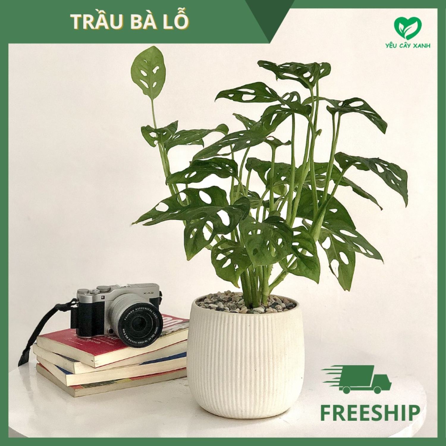 Cây Trầu Bà Lỗ để bàn - Monstera obliqua