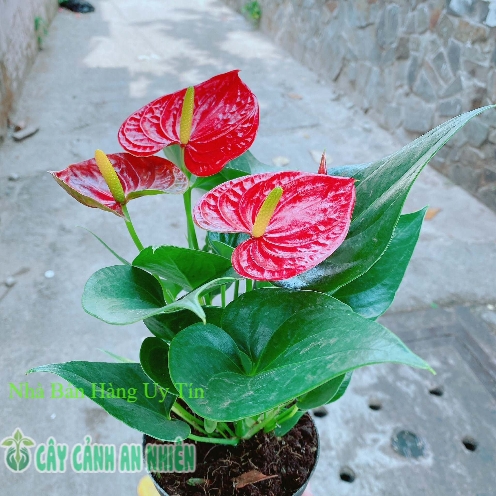 Cây hồng môn