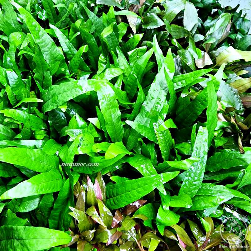 Cây Dương Xỉ Java Mini (Microsorum java) | Cây Thuỷ Sinh Dễ Đẹp - Cực Dễ Chăm - Không Cần CO2