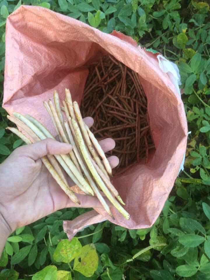 Đậu đỏ 1kg