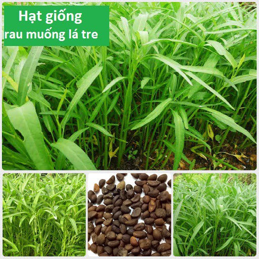 BÁO GIÁ HẠT GIỐNG MẦM RAU MUỐNG | Shopee Lazada Sendo Tiki mới nhất 24 Hạt Giống Rau Muống Lá Tre, Rau Muống Ăn Mầm - Dễ Trồng Nhanh Ăn (Túi 50-100Gr)