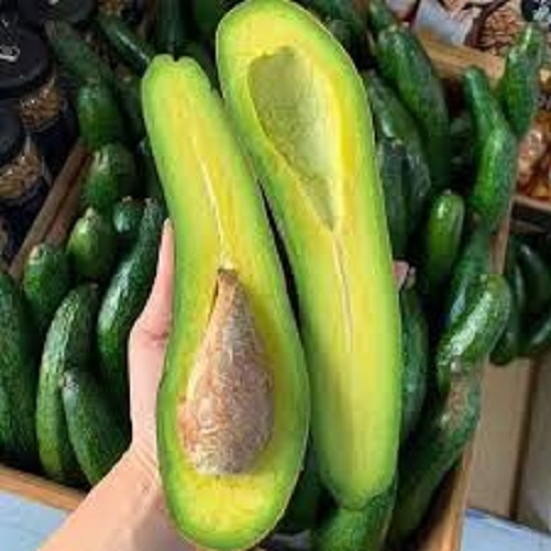 Cây Bơ 034 siêu quả