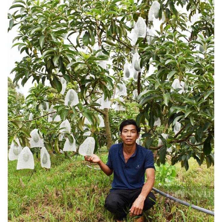 CÂY GIỐNG BƠ SÁP LÙN THANH SƠN