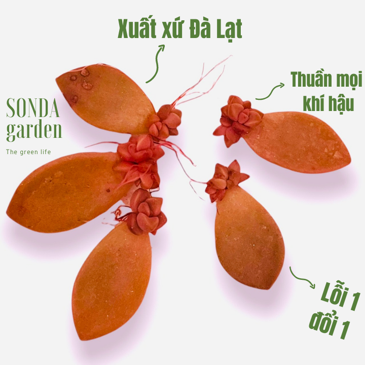 COMBO 5 LÁ MẦM SEN ĐÁ ĐÁ NÂU KHỎE ĐẸP LỖI1ĐỔI1