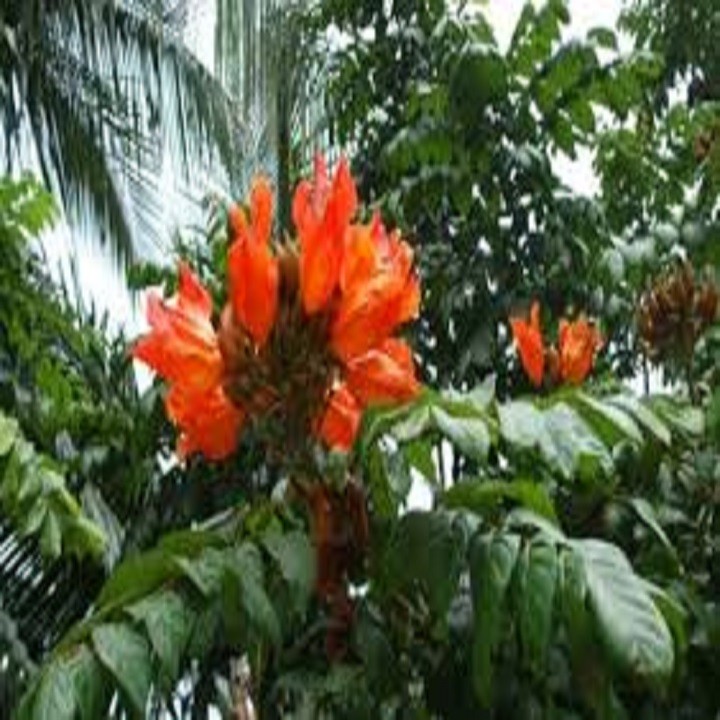 CÂY GIỐNG HOA PHƯỢNG LỬA( PHƯỢNG HOÀNG ĐỎ)