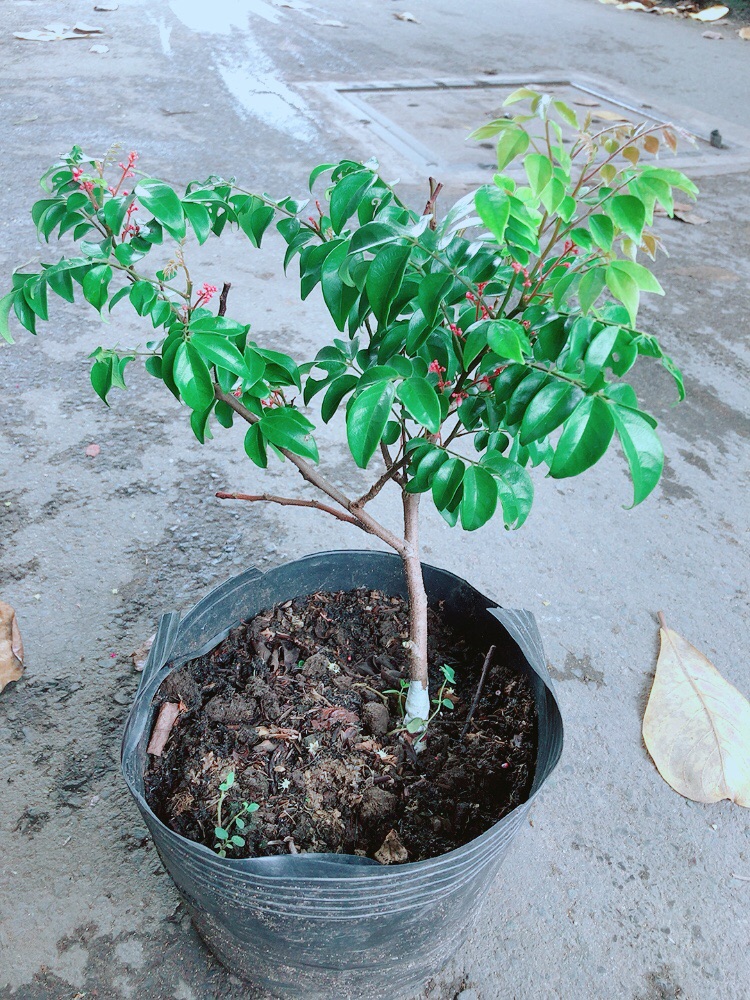 Cây Khế Cho Sai Trái (có sẵn hoa)