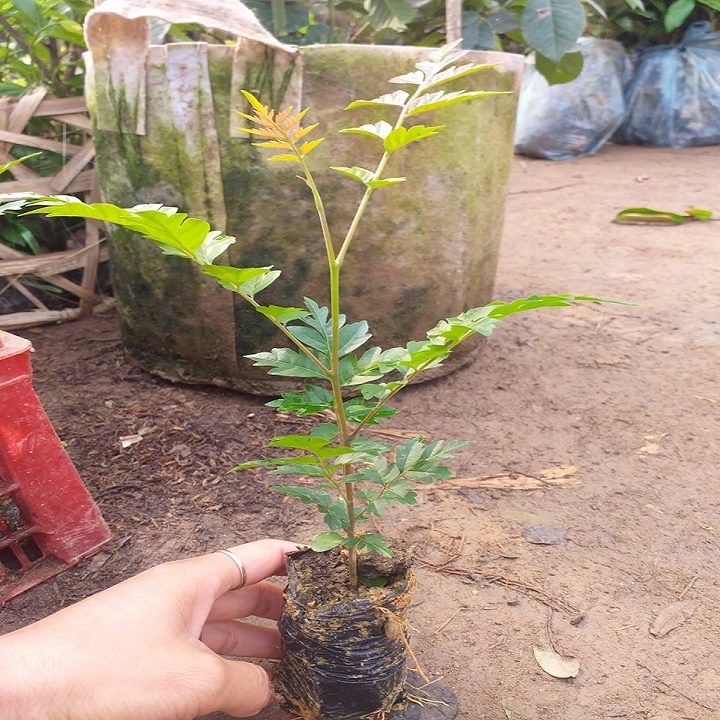 5 CÂY LÁT HOA GIỐNG, CÂY GỬI ĐI NGUYÊN BẦU ĐẤT