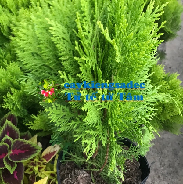 caykiengsadec - Cây trắc bách diệp +tặng phân bón cho cây mau lớn - hoa kiểng lá - trang trí nội thất cảnh quan sân vườn ngoài trời