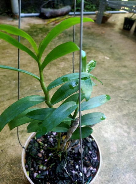 Cây giống hoa lan Ám Mắt Đỏ Phân Thùy
