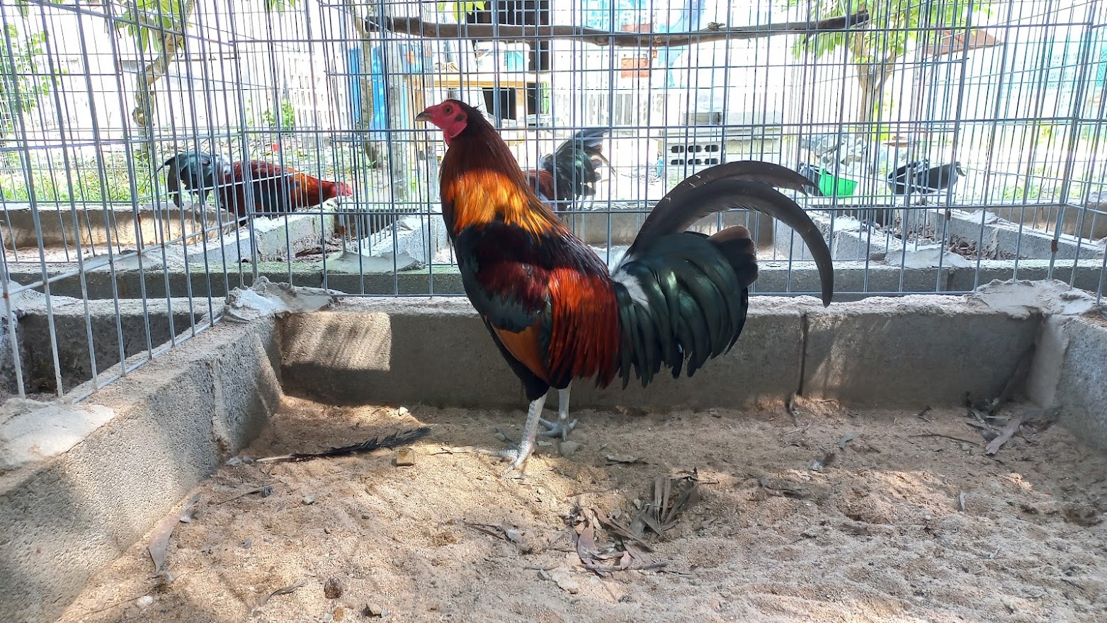 10 Trứng Gà Nòi Mỹ
