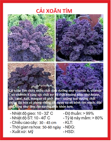 Combo 3 gói hạt giống cải xoăn kale tím[Seeds]