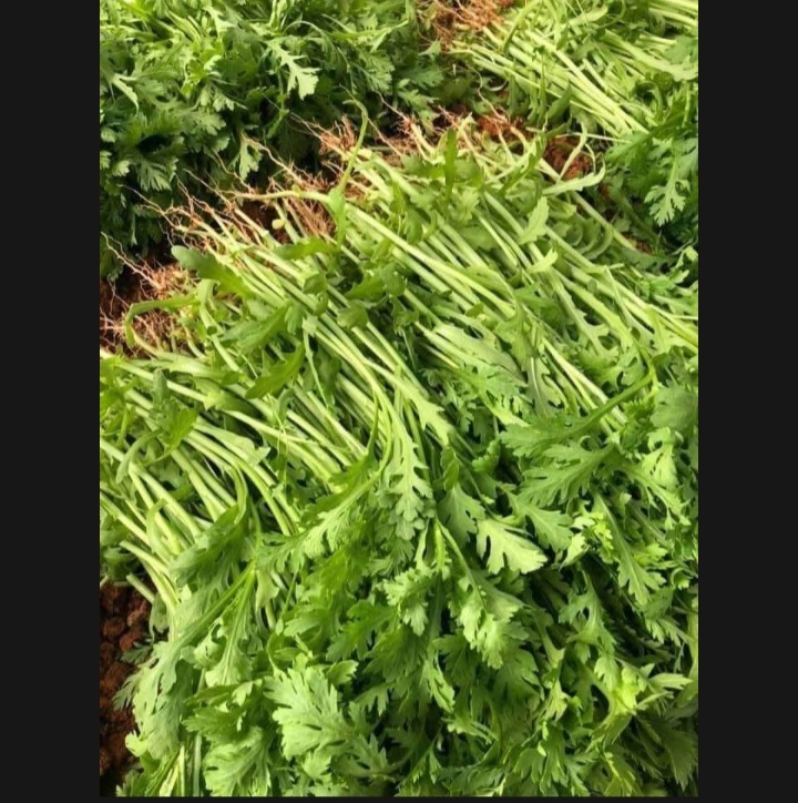( HCM ) Hạt giống rau tần ô ( cải cúc ) 20gram