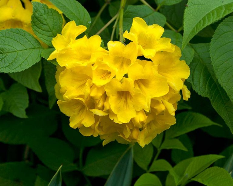 Chuông Vàng Hoàng Yến - Cây Cảnh