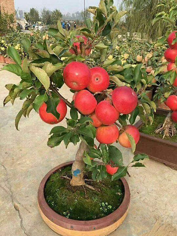 cây giống táo đỏ lùn