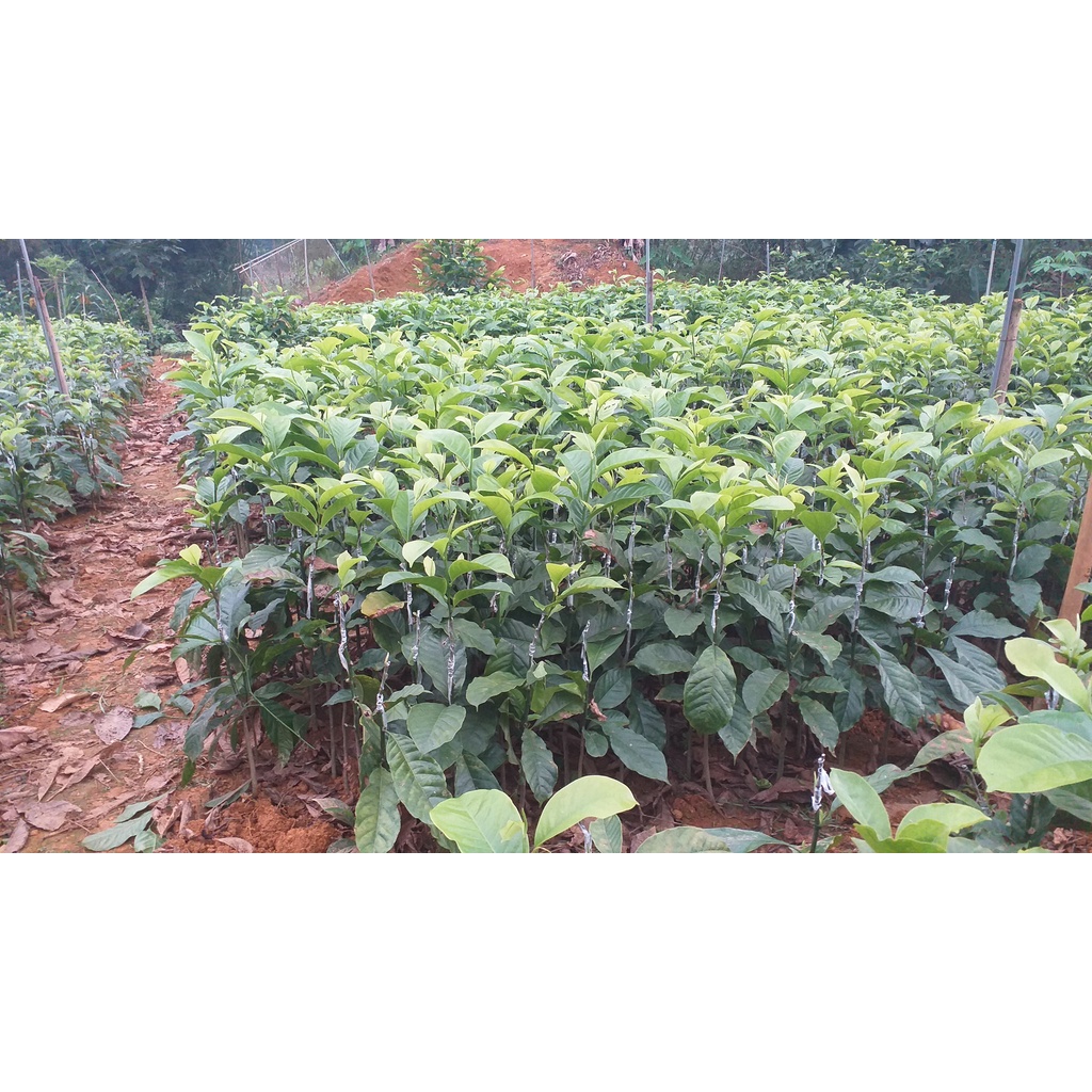 cây Giống chòi mòi ( cây ghép 18 tháng cho trái) (mksieko)