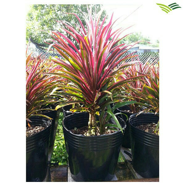 50 chậu ươm cây, trồng cây C10
