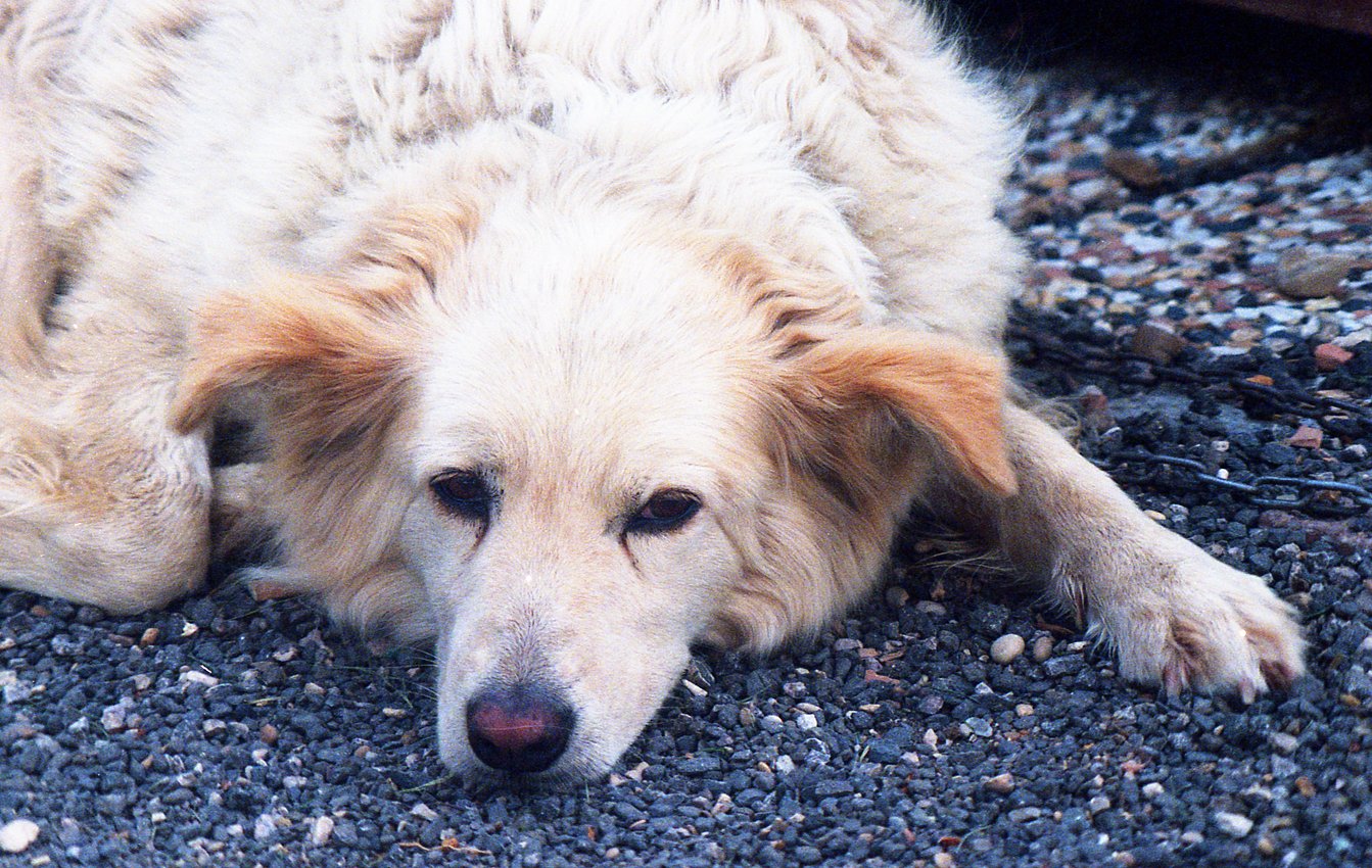 Phim Kodak UltraMax ISO 400, Màu Color, 135/35mm x 36 Kiểu ...