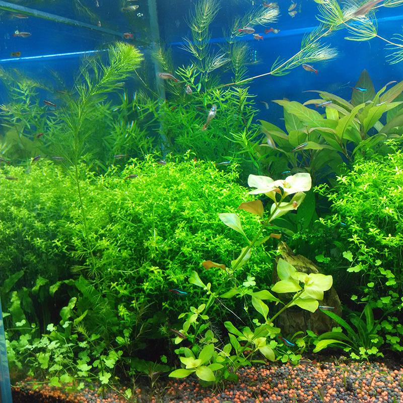 - Aquarium Grass Seeds