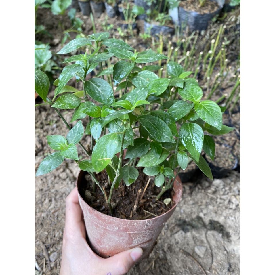 Cây Lá Cẩm Tím Giống Chuẩn Của Người Dân Tộc