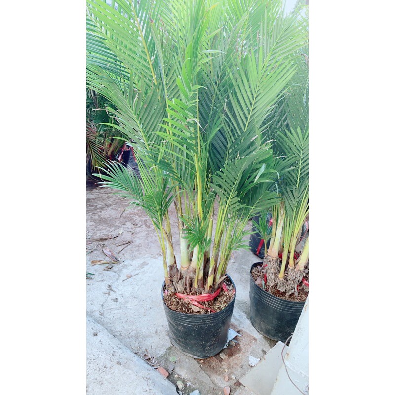 Bụi Cau Thái 80cm