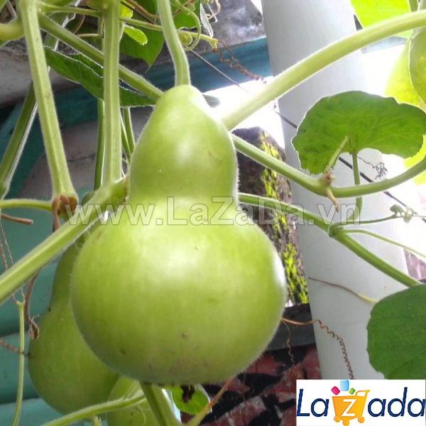2Gr Hạt Giống Bầu Hồ Lô (A1.303| Y2*W44*M026)