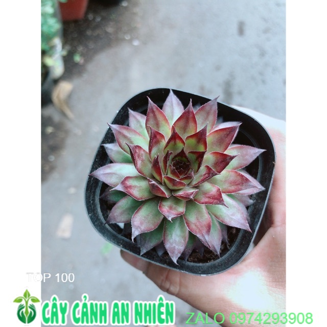 Sen đá phật bà