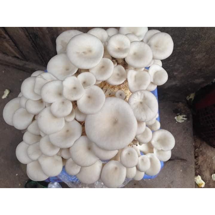 Phôi nấm Sò (1 kiện 14 bịch phôi)