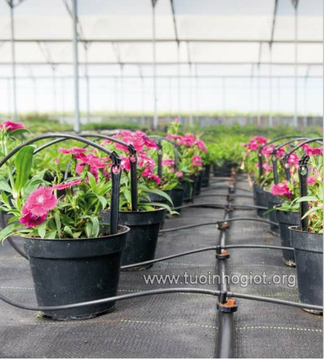 10m Ống tưới cây LDPE 16mm hàng nhập khẩu