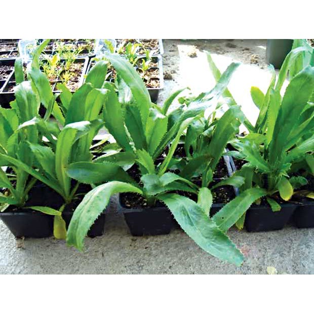 MA43 Hạt Giống Ngò Gai (Mùi tàu) 1gr 50 hạt