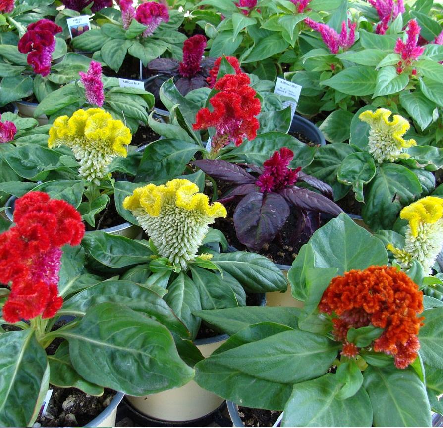 Multi-Colored Fire Cockatoo Flower Seeds (100 Seeds/Package)