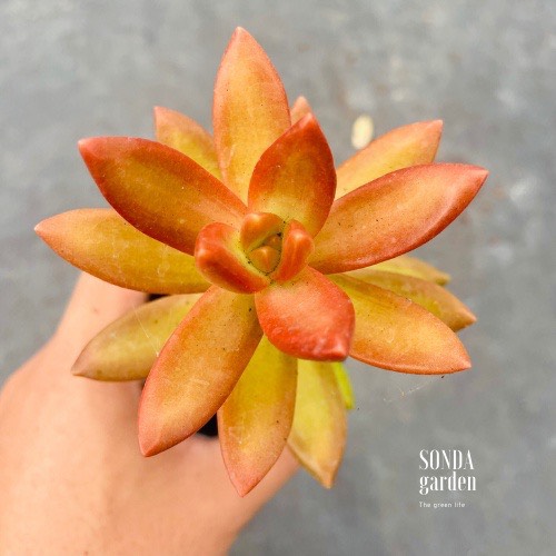 SEN ĐÁ ĐÁ CAM SIZE BÉ SIÊU KHOẺ ĐẸP LỖI 1 ĐỔI 1