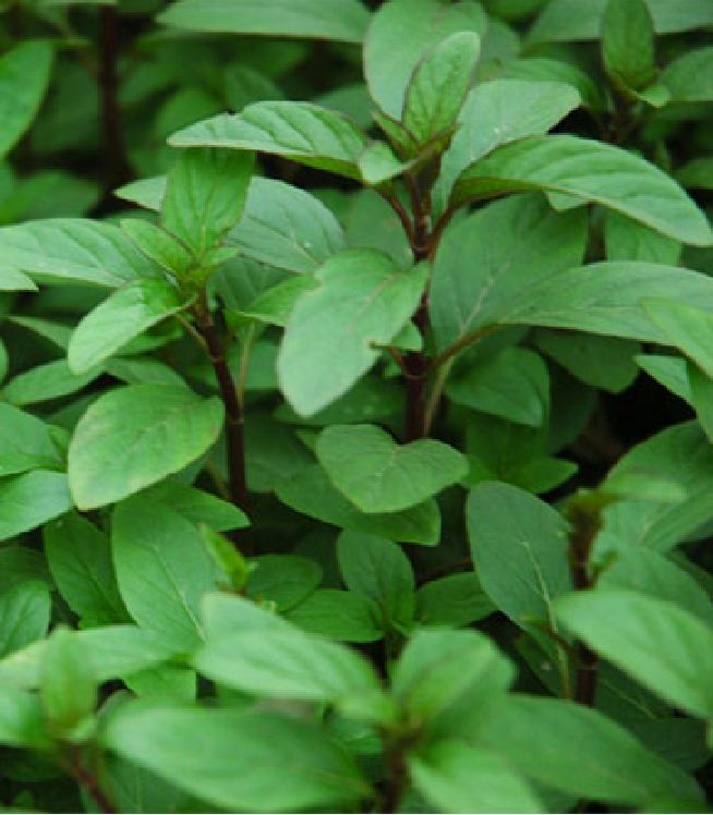 Hạt Giống Rau Húng Quế - Gói 2gram - VTNN2