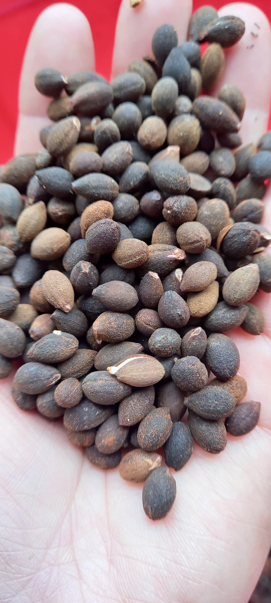 200gram hạt giống bồ đề