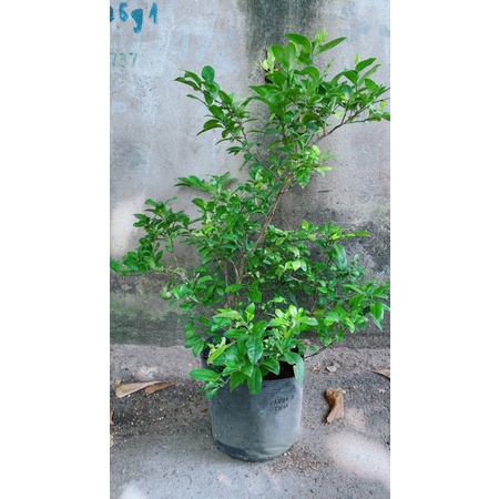 Chanh Tứ Quý Lớn