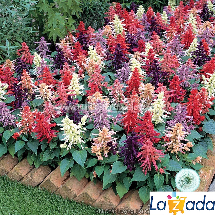 0.5Gr 150 Hạt Hạt Giống Hoa Xác Pháo Mix Lùn 30cm (C4.403| -KD: B25*V12*M003)