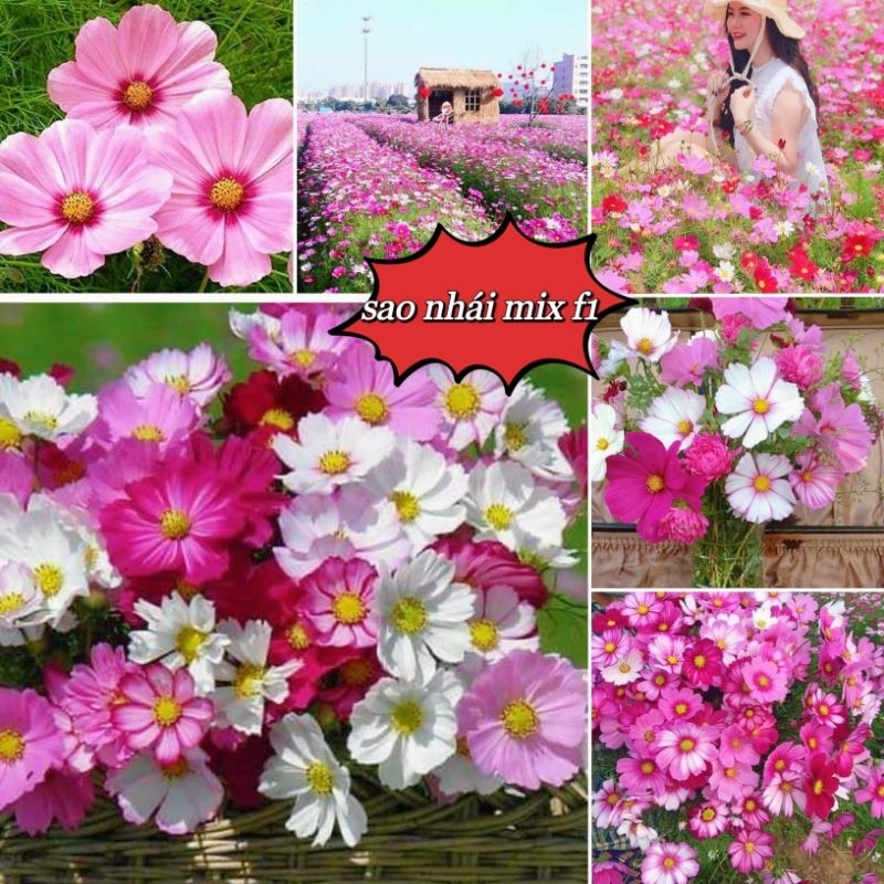 Hạt giống cúc sao nháy kép mix màu(gói 30 hạt)