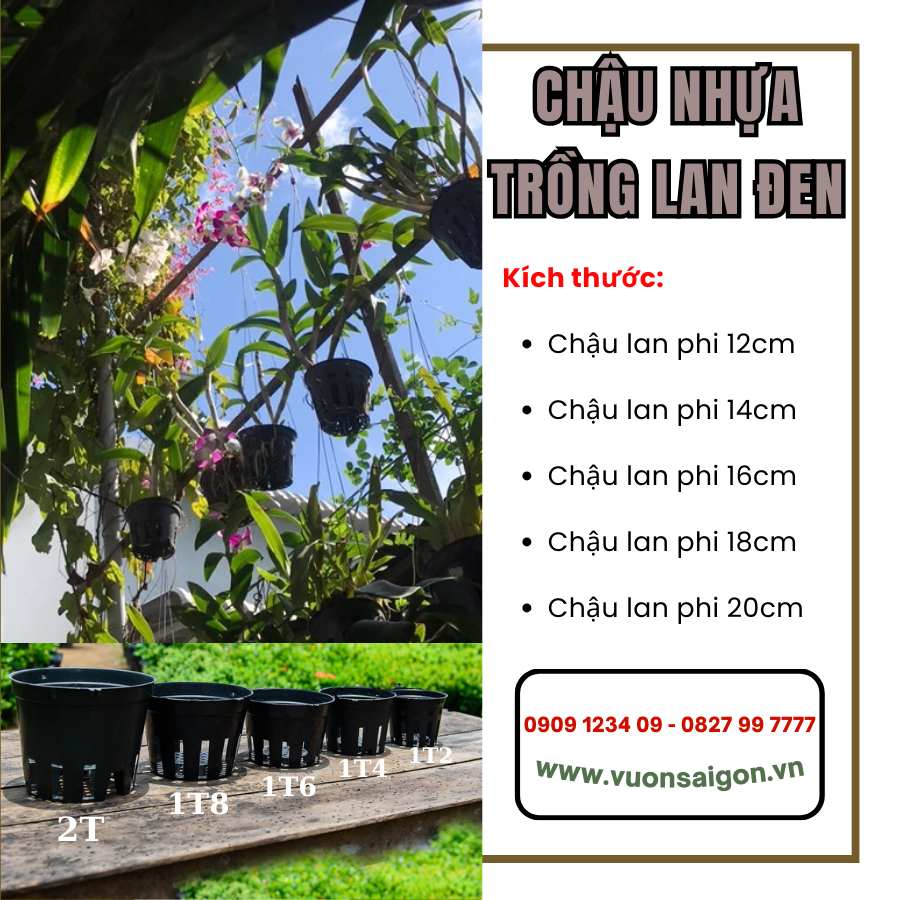 Chậu nhựa trồng lan phi 12 (1T2)   thoáng khí, thoát nước tốt, chậu bền rẻ (Vườn Sài Gòn - Vuon Sai Gon)