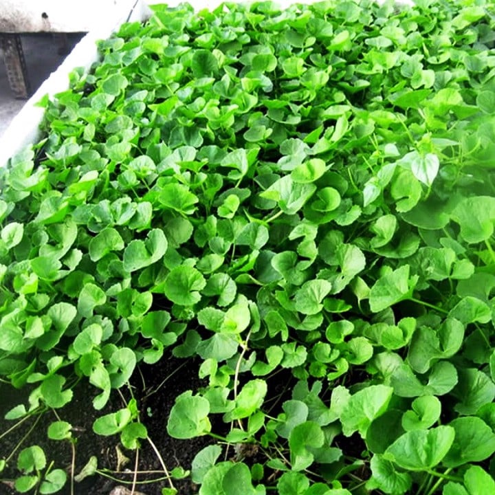 Hạt Giống Rau Má Lá Nhỏ Gói 1gram