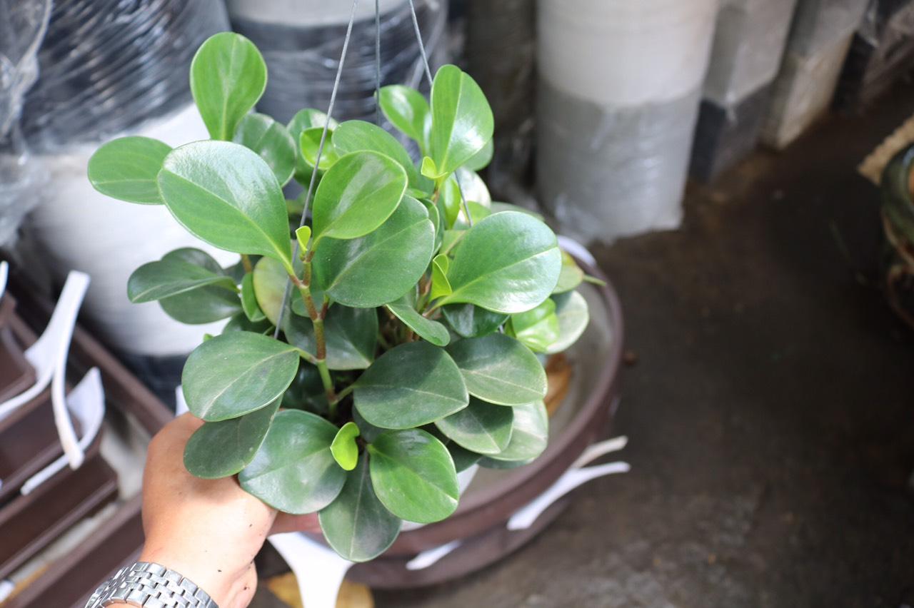 Chậu treo cây Trường Sinh